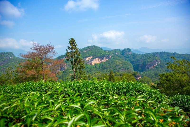 正山小种：中国烟茶的华丽转身